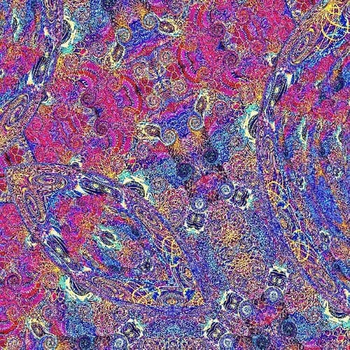 Placenta (New LP)