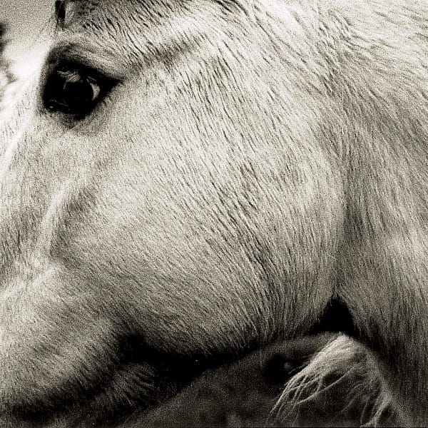 BONNY LIGHT HORSEMAN (NEW LP)