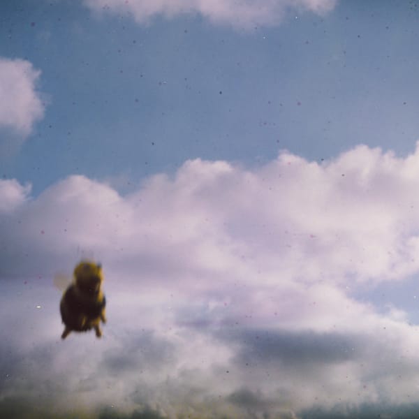 Stung! (New LP)